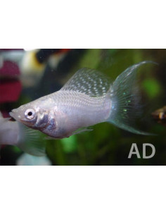 Poecilia Velifera Silver Lyretail 4-5cm