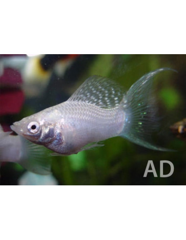 Poecilia Velifera Silver Lyretail 4-5cm