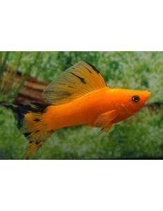Molly voilée Gold (Poecilia latipinna Gold) 4-5cm