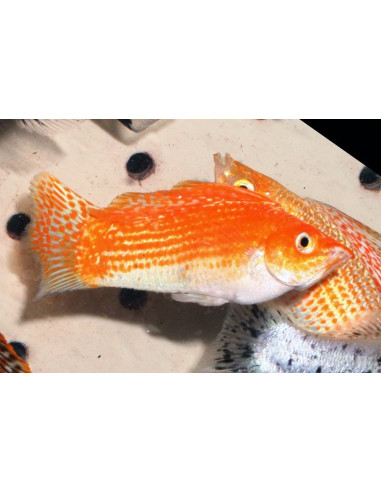 Molly voilée Red Neon (Poecilia latipinna Red Neon) 4-5cm
