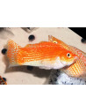 Molly voilée Red Neon (Poecilia latipinna Red Neon) 4-5cm
