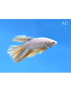 Betta mâle Halfmoon Geel (Betta splendens Halfmoon Geel) 4-5cm