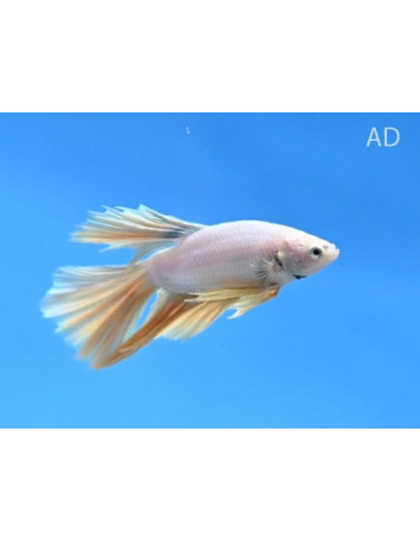 Betta mâle Halfmoon Geel (Betta splendens Halfmoon Geel) 4-5cm