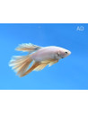 Betta mâle Halfmoon Geel (Betta splendens Halfmoon Geel) 4-5cm