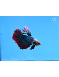 Betta mâle Halfmoon Mix (Betta splendens Halfmoon Mix) 4-5cm