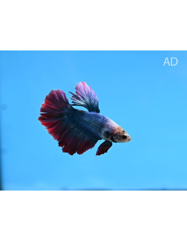 Betta mâle Halfmoon Mix (Betta splendens Halfmoon Mix) 4-5cm