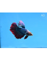 Betta mâle Halfmoon Mix (Betta splendens Halfmoon Mix) 4-5cm