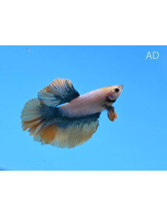 Betta mâle Halfmoon Mustard (Betta splendens Halfmoon Mustard) 4-5cm