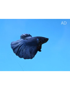 Betta mâle Halfmoon Blue (Betta splendens Halfmoon Blue) 4-5cm