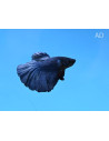 Betta mâle Halfmoon Blue (Betta splendens Halfmoon Blue) 4-5cm