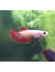 Betta femelle Crowntail (Betta splendens Crowntail F) 2,5-3,2cm