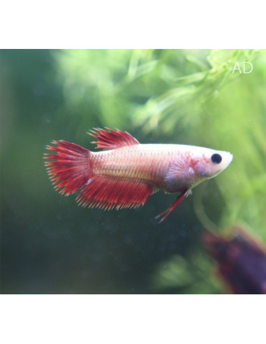 Betta femelle Crowntail (Betta splendens Crowntail F) 2,5-3,2cm