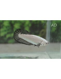Betta femelle Fancy Mix (Betta splendens Fancy Mix F) 2,5-3,5cm