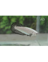Betta femelle Fancy Mix (Betta splendens Fancy Mix F) 2,5-3,5cm