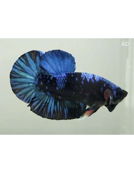 Betta mâle Avatar (Betta splendens Avatar) 4-5cm