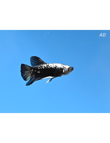 Betta mâle Black Samurai (Betta splendens Black Samurai) 4-5cm