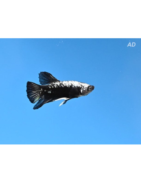 Betta mâle Black Samurai (Betta splendens Black Samurai) 4-5cm