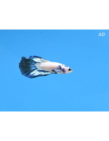Betta mâle Blue Panda Superdelta (Betta splendens Blue Panda Superdelta) 4-5cm