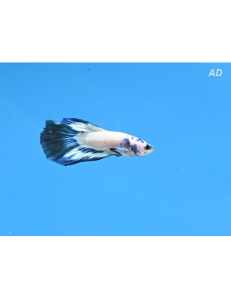 Betta mâle Blue Panda Superdelta (Betta splendens Blue Panda Superdelta) 4-5cm