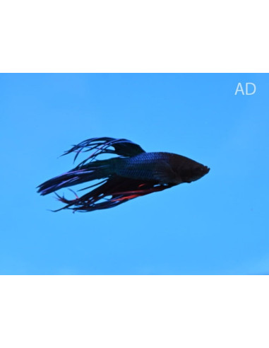 Betta mâle Crowntail Mix (Betta splendens Crowntail Mix) 4-5cm