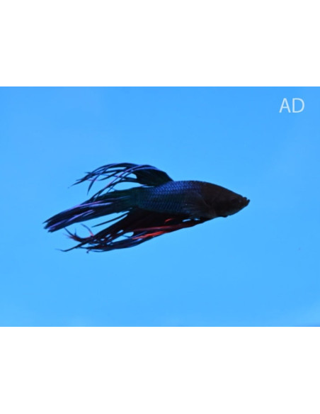 Betta mâle Crowntail Mix (Betta splendens Crowntail Mix) 4-5cm