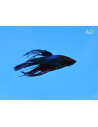 Betta Male Crowntail Mix 4-5cm