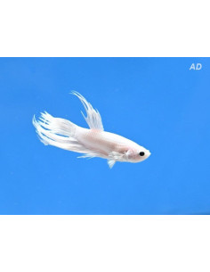 Betta Male Crowntail Platinum 4-5cm