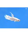 Betta Male Crowntail Platinum 4-5cm