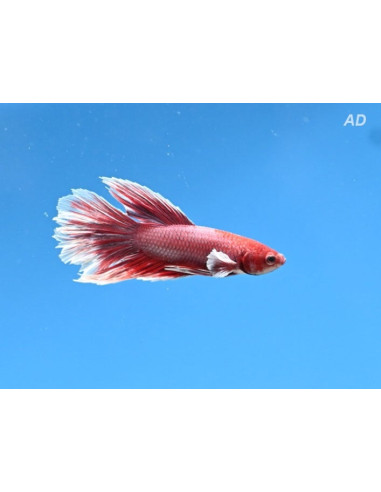 Betta mâle Halfmoon Lavender Bigear (Betta splendens Halfmoon Lavender Bigear) 4-5cm