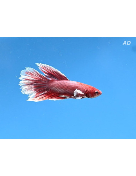 Betta mâle Halfmoon Lavender Bigear (Betta splendens Halfmoon Lavender Bigear) 4-5cm
