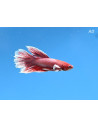 Betta Male Halfmoon Lavender Bigear 4-5cm