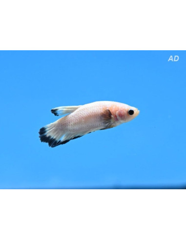 Betta mâle HM White/Blue (Betta splendens HM White/Blue) 4-5cm