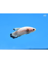 Betta mâle HM White/Blue (Betta splendens HM White/Blue) 4-5cm