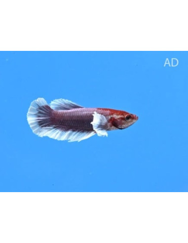 Betta mâle Lavender Bigear (Betta splendens Lavender Bigear) 4-5cm