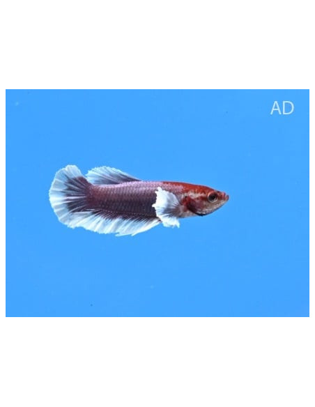 Betta mâle Lavender Bigear (Betta splendens Lavender Bigear) 4-5cm