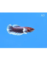 Betta Male Lavender Bigear 4-5cm