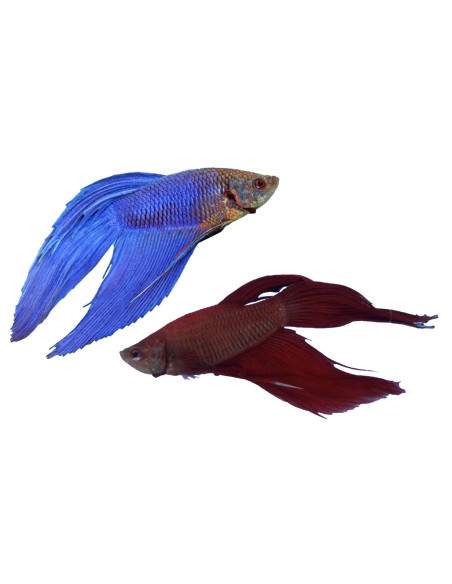 Betta Male Lf Mix 4-5 Cm