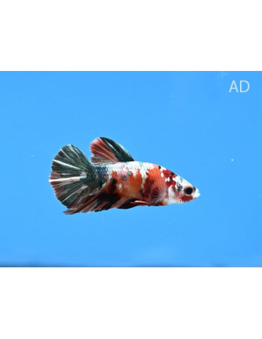 Betta mâle Nemo Copper (Betta splendens Nemo Copper) 4-5cm