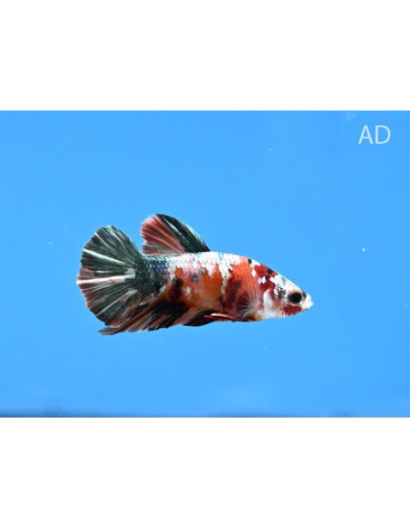 Betta mâle Nemo Copper (Betta splendens Nemo Copper) 4-5cm