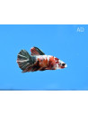 Betta Male Nemo Copper 4-5cm