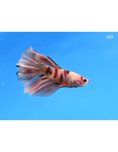 Betta Male Nemo Superdelta 4-5cm