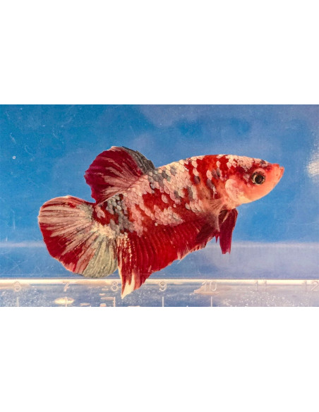 Betta mâle Pink Valentine (Betta splendens Pink Valentine) 4-5cm
