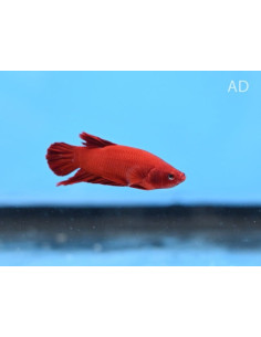 Betta Splendenspkhm Male Fancy/Mascot Red 4-5cm