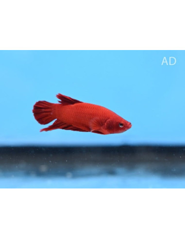 Betta mâle PKHM Fancy/Mascot (Betta splendens PKHM Fancy/Mascot) 4-5cm