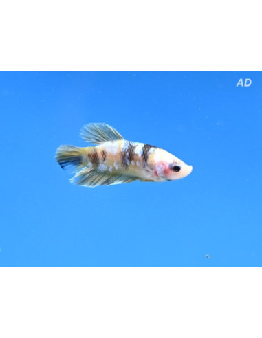 Betta mâle Yellow Galaxy (Betta splendens Yellow Galaxy) 4-5cm