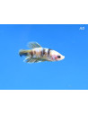 Betta Male Yellow Galaxy 4-5cm