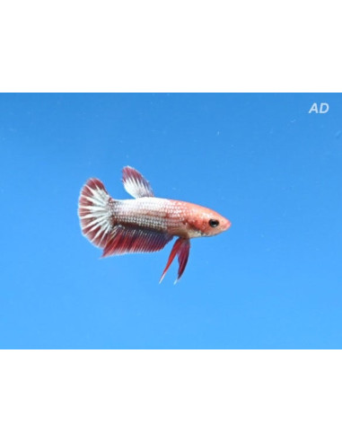 Betta mâle Red Fancy Copper (Betta splendens Red Fancy Copper) 4-5cm