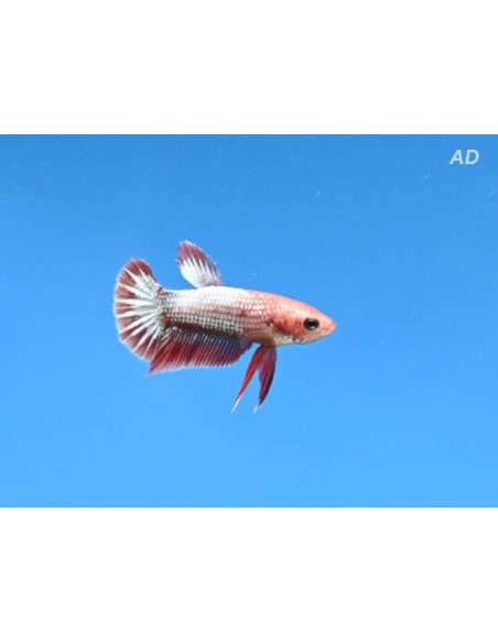 Betta mâle Red Fancy Copper (Betta splendens Red Fancy Copper) 4-5cm