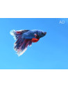 Betta Male Super Delta 4-5cm