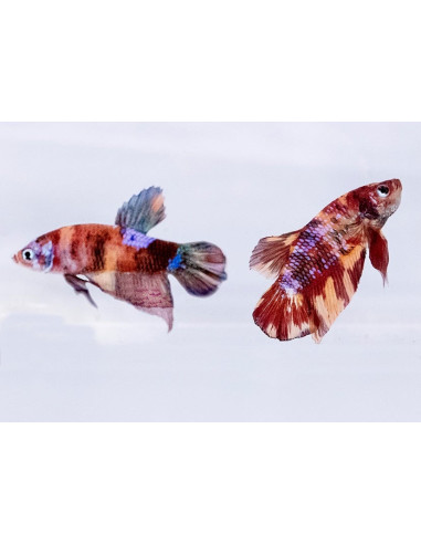 Betta mâle Premium Mix (Betta splendens Premium Mix) 4-4,5cm